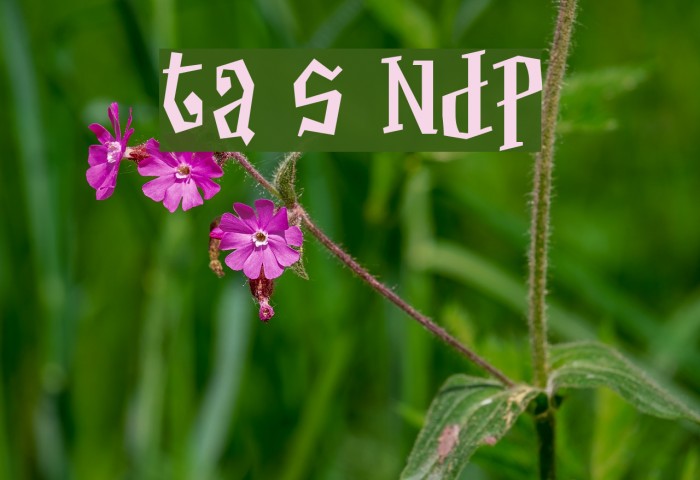 Thayer Street NDP Font examples