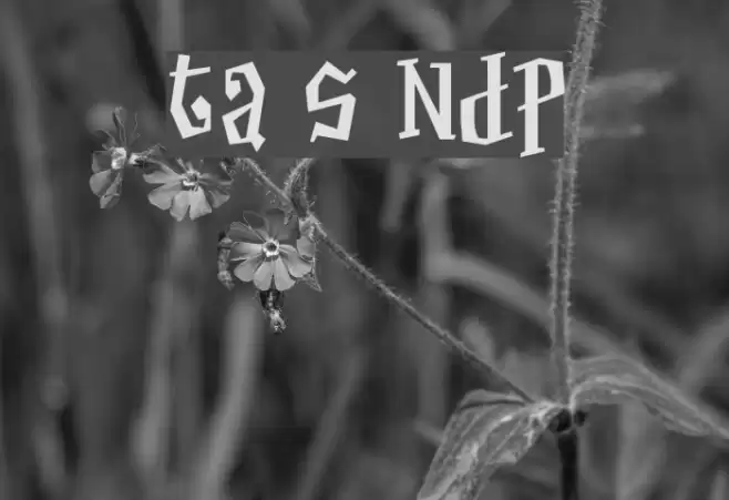 Thayer Street NDP Шрифта examples