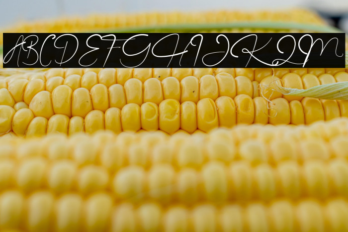 The Angellica Example 2