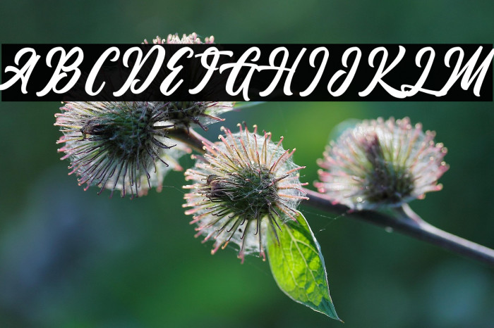 The Anthelope Example 1