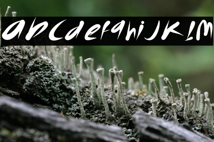 The Bandit Example 2