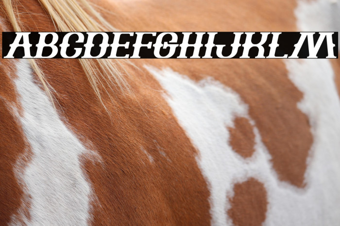 The Bartender Bold Italic Example 1