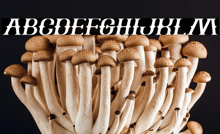 The Bartender Italic Example 3