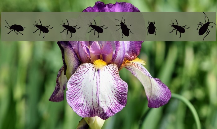 The Beetles Font examples