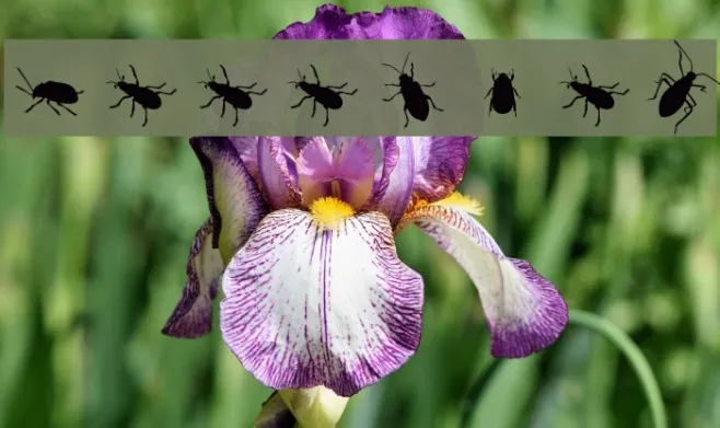 The Beetles Example 1