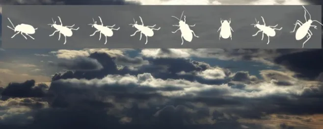The Beetles Example 2