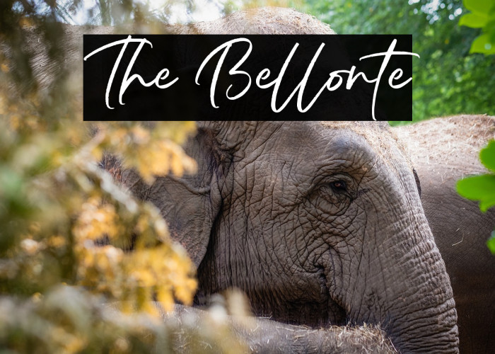 The Bellonte Example 1