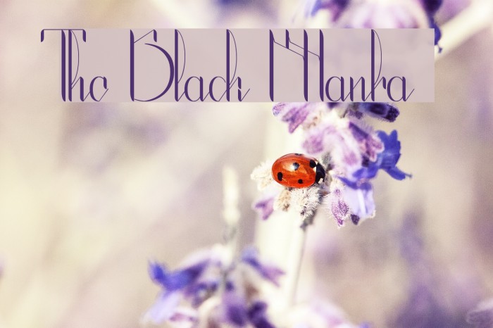 The Black Manba Font examples