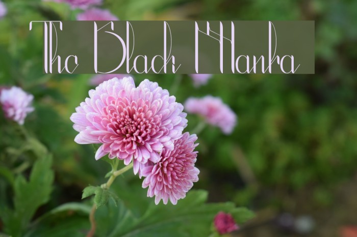 The Black Manba Font examples