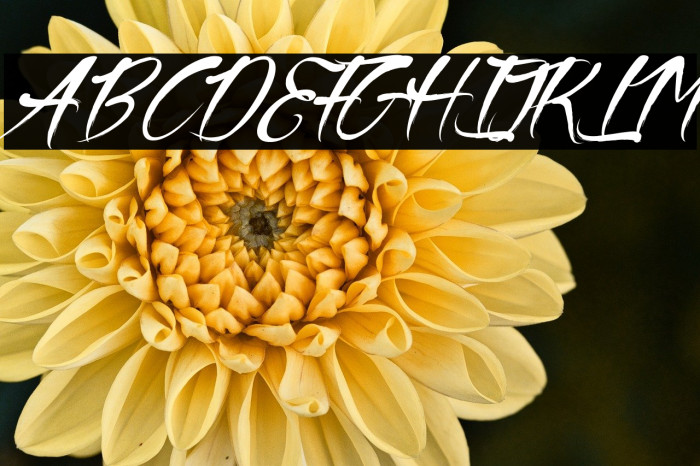 The Black Pearl Example 3