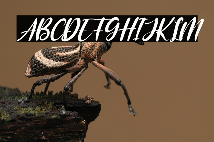 The Blester Italic Example 2