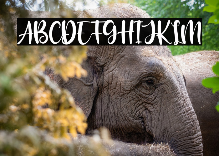 The Blester Example 3