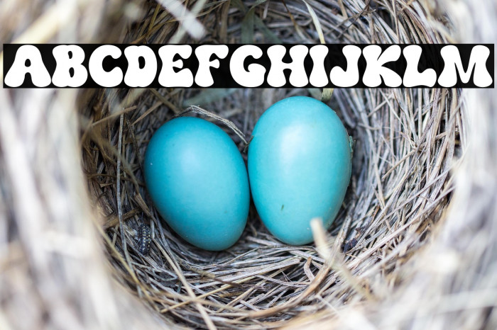 The Bouns Regular Example 1