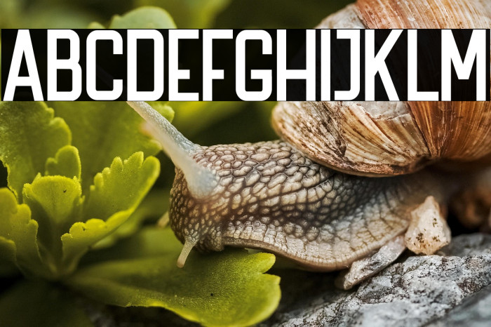 The Bredan Sans  Example 1