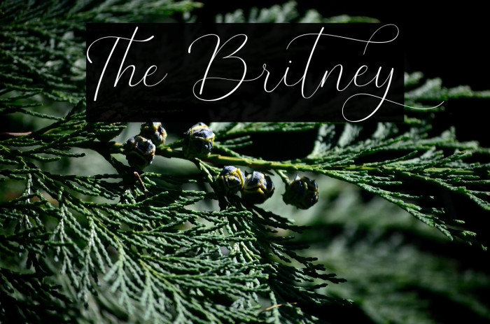 The Britney Example 3