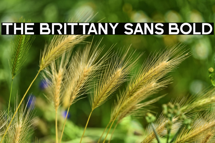 The Brittany Sans Bold Example 2