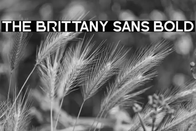 The Brittany Sans Bold Font examples