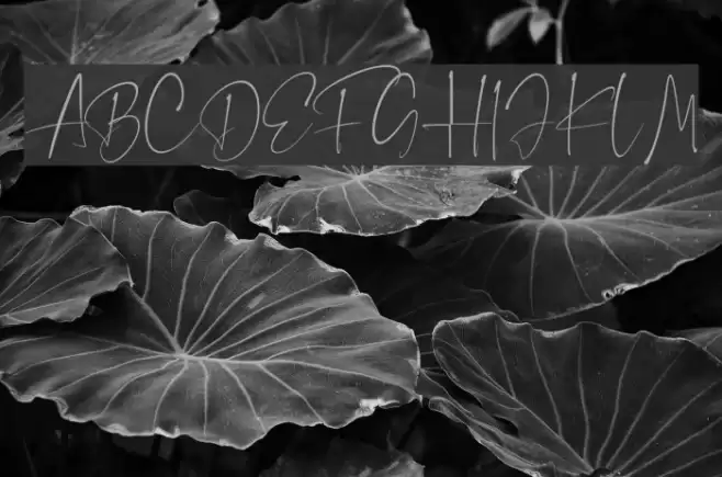 The Brittany Script Polices examples