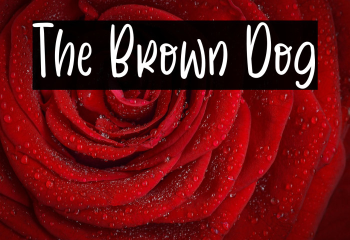 The Brown Dog Example 1