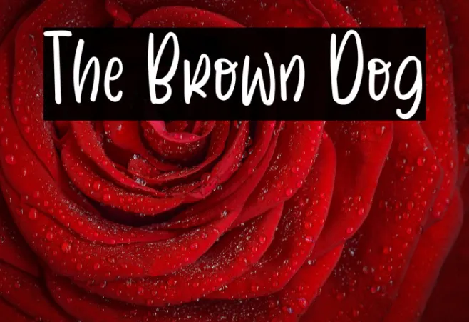 The Brown Dog Example 1