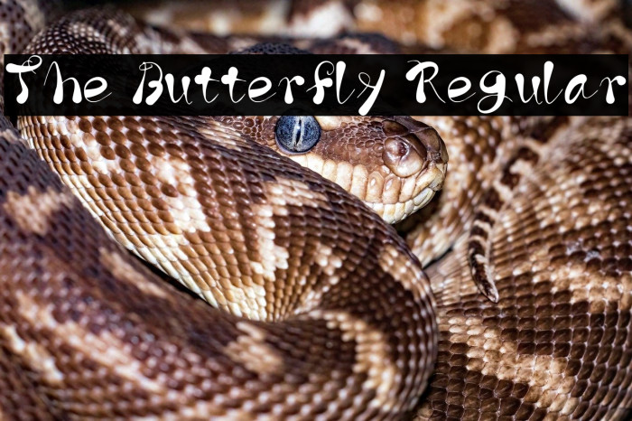 The Butterfly Regular Example 2