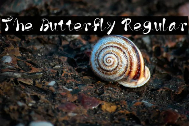 The Butterfly Regular Example 3