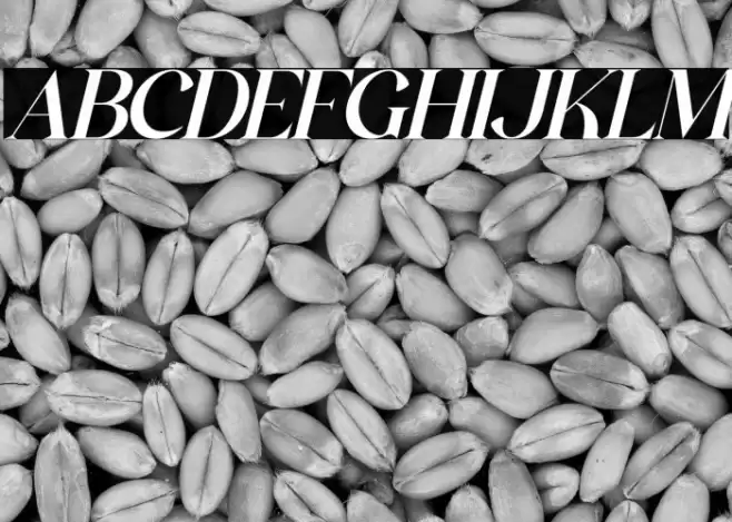 The Castle Elizah Italic Font examples