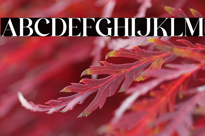 The Castle Elizah Example 2