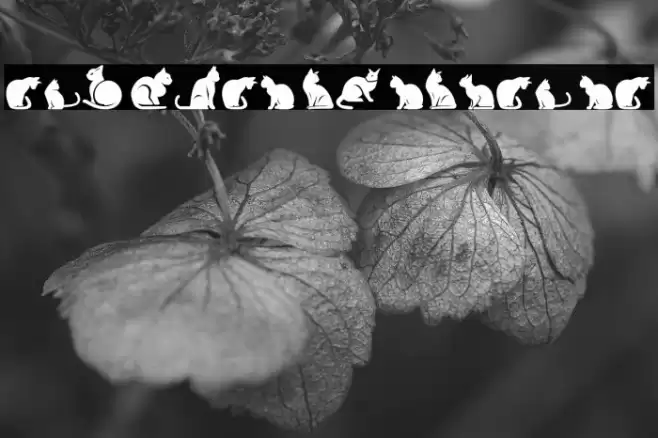 The Cats of South St Caratteri examples