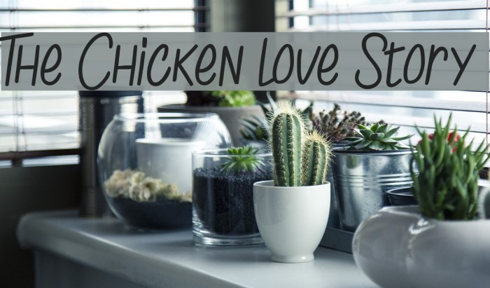 The Chicken love Story Font examples