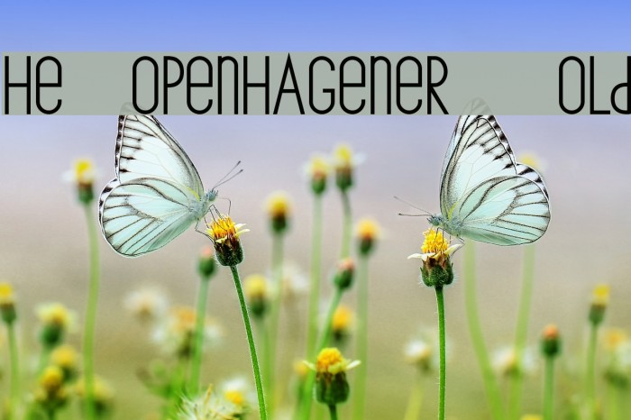 The Copenhagener Bold Example 1