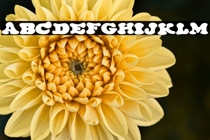 The Cream Shop Example 2