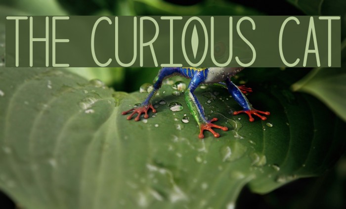 The Curious Cat Font examples