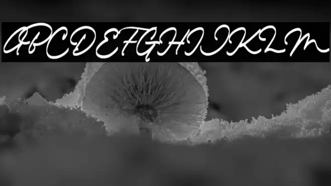 The Dear Font examples