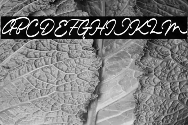 The Dear Font examples