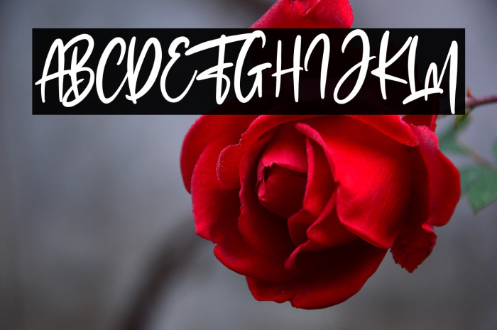 The Fashionist Personal Use Example 1