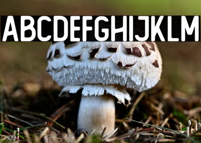 The Foregen Regular Example 1