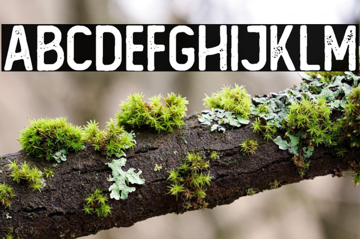 The Foregen Rough One  Example 3