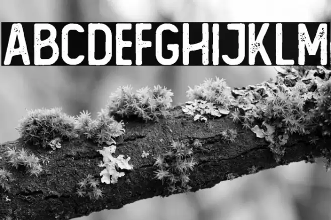 The Foregen Rough One  Font examples