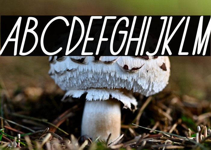 The Fox Office Italic Example 2