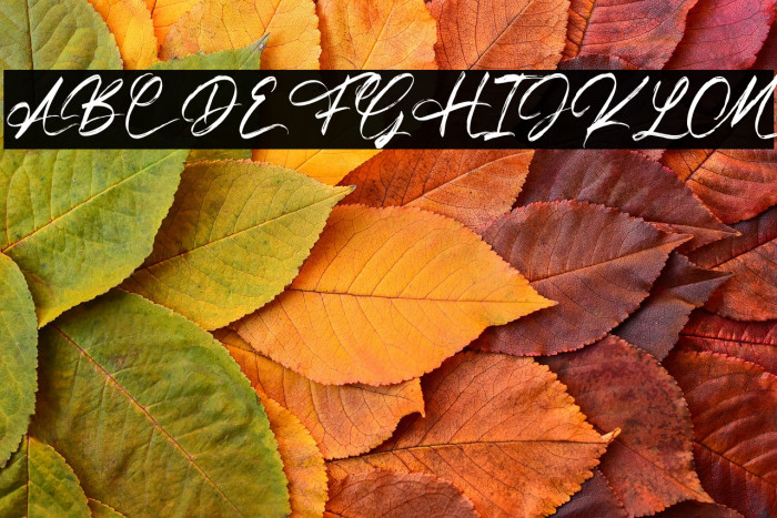 The Frankline Regular Example 2