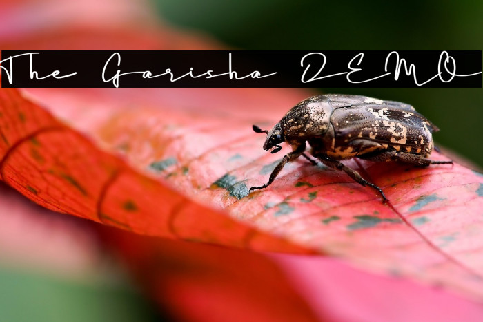 The Garisha DEMO Example 3