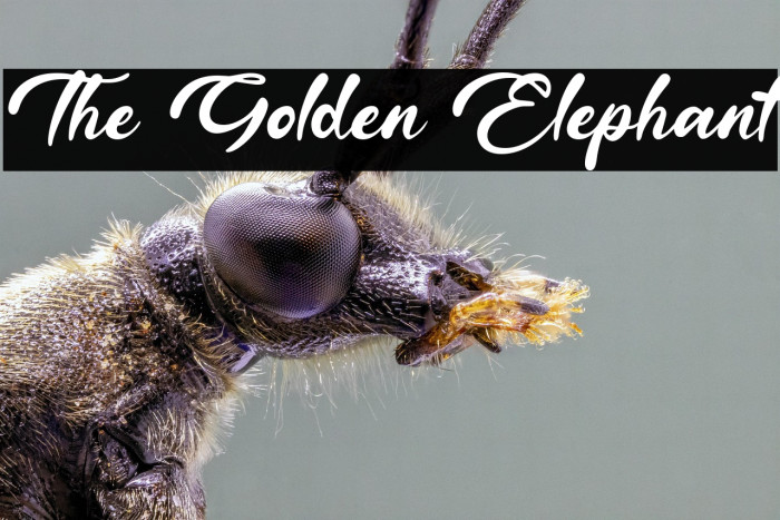 The Golden Elephant Example 3