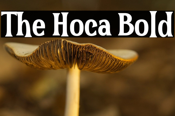 The Hoca Bold Example 3