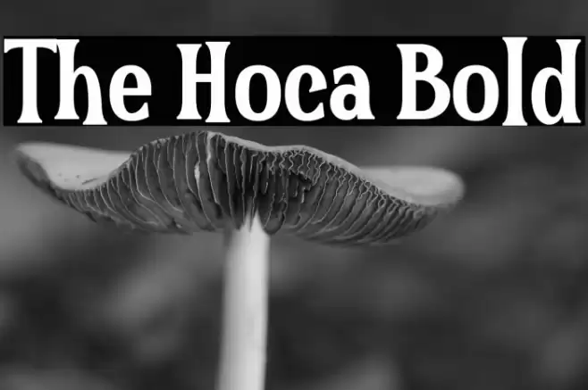 The Hoca Bold Font examples