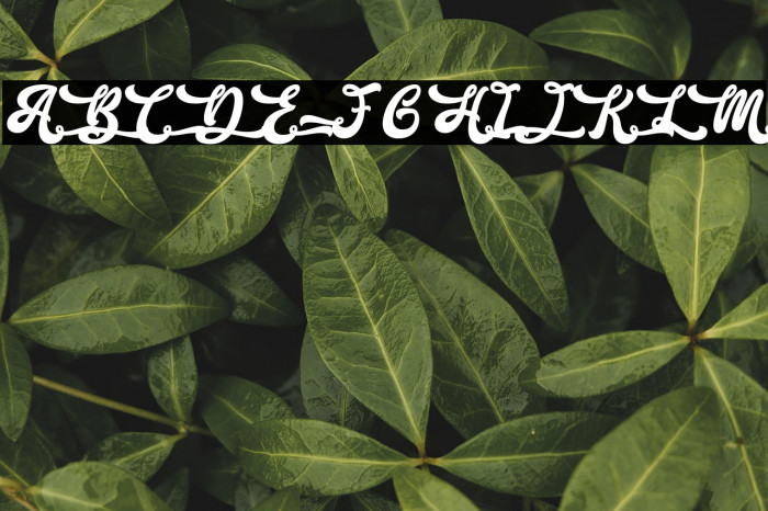 The Holiday - Personal Use Example 2