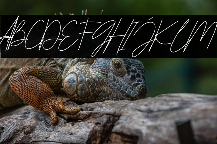 The Hologram Example 2