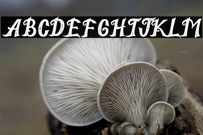 The Immortal 1 Example 3