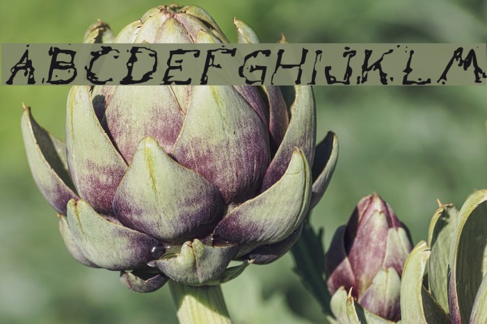 The Lazy Dog Italic Example 2