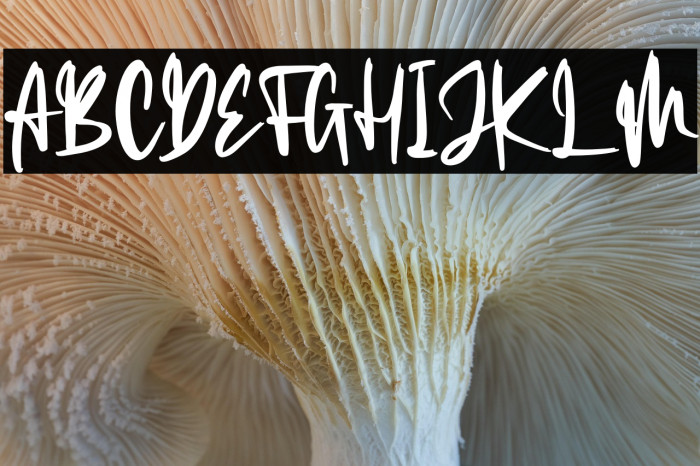 The Limited Example 2